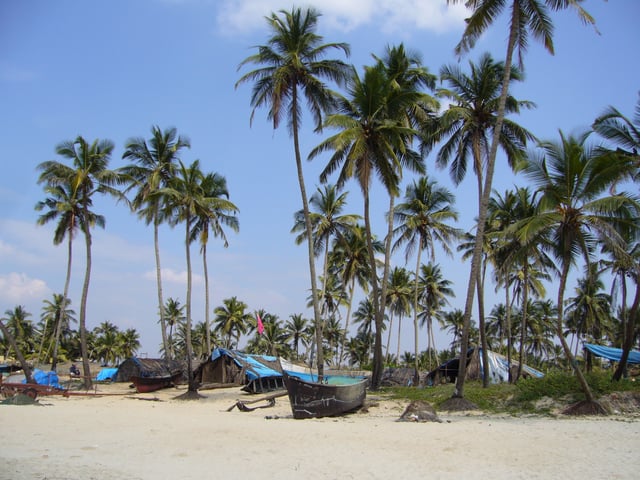 Coconut palm trees are a ubiquitous symbol of Goa