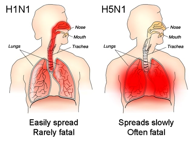 The different sites of infection (shown in red) of seasonal H1N1 versus avian H5N1. This influences their lethality and ability to spread.