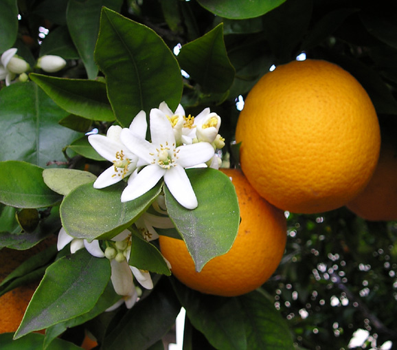 The Orange blossom is the state flower.