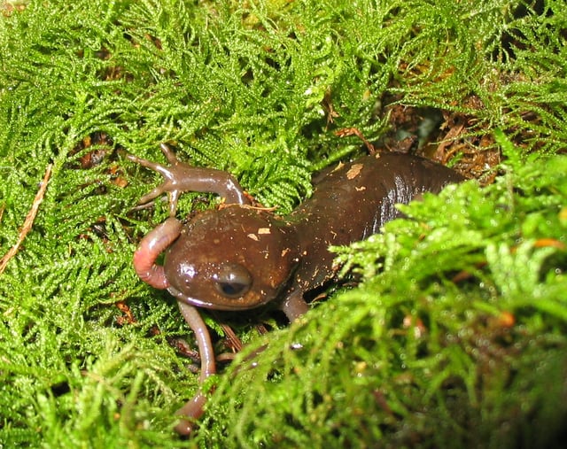 Northwestern salamander (Ambystoma gracile) eating a worm