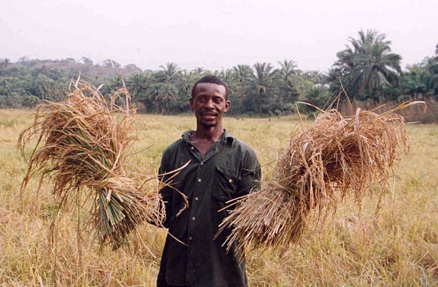 A farmer with his rice harvest in Sierra Leone. Two-thirds of Sierra Leone's population are directly involved in subsistence agriculture.