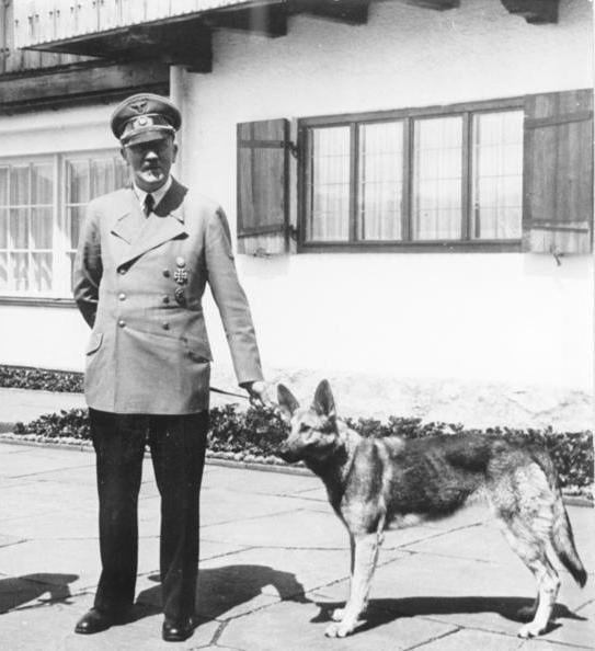 Blondi and Hitler, Berghof 1942. Hitler was awed by the loyalty of German Shepherd dogs.