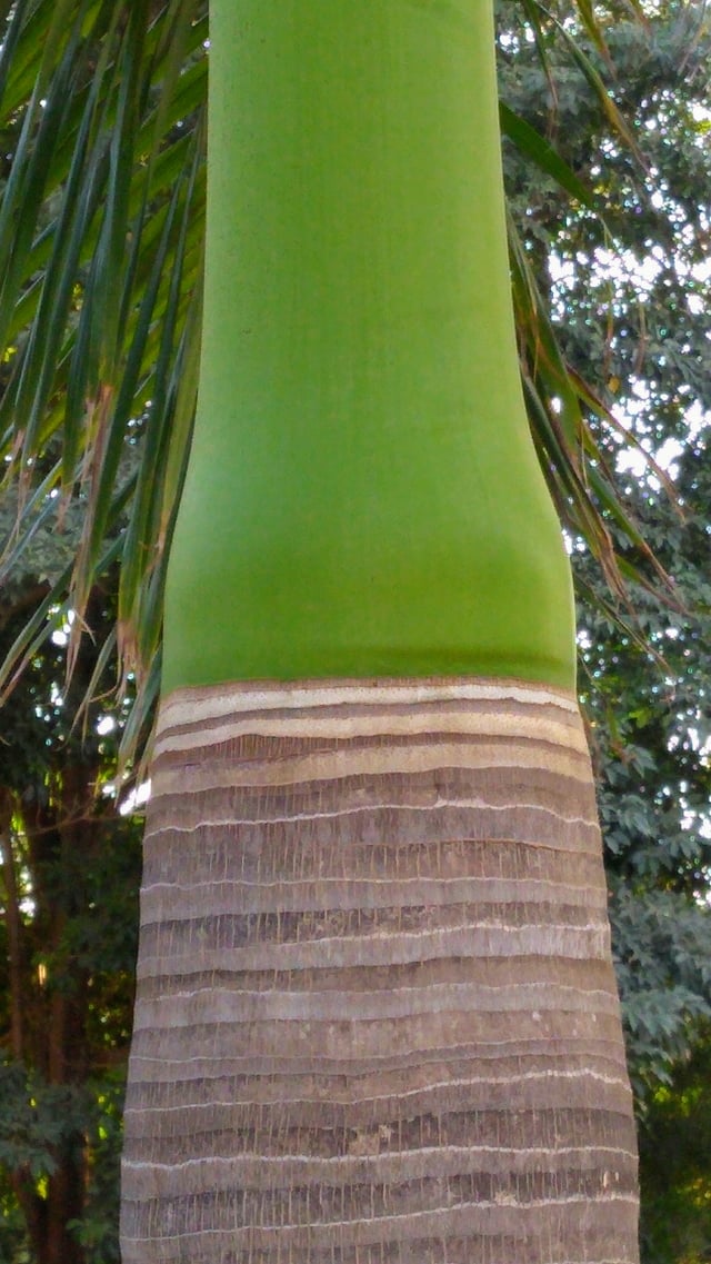 Crown shaft base of Royal palm