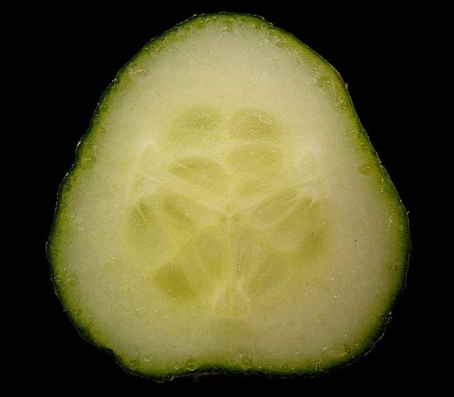 Cross-section of a cucumber pepo (Cucumis sativus)