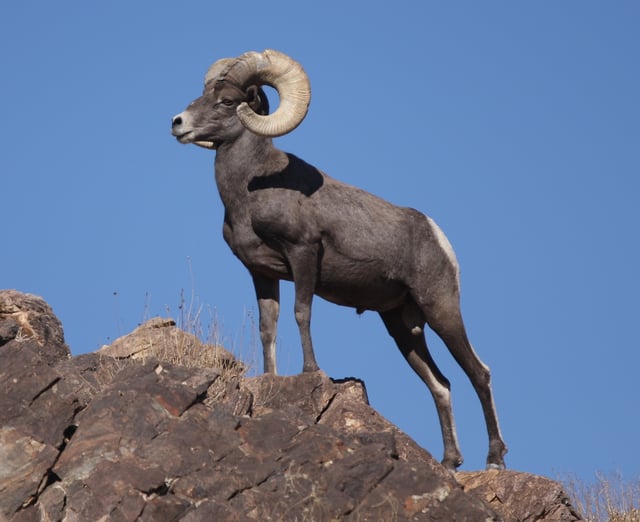 Desert bighorn sheep