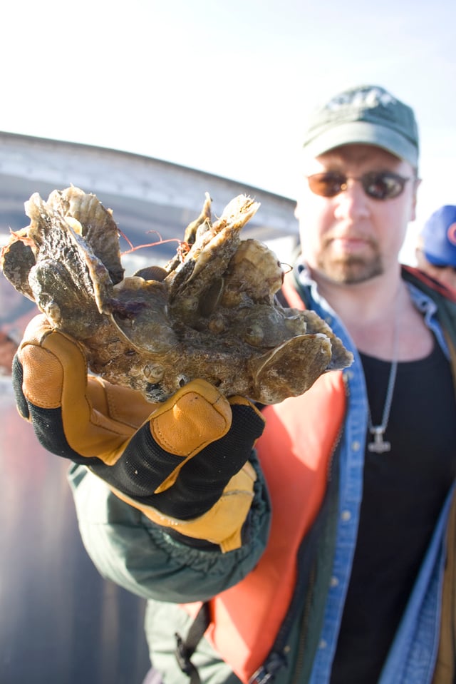 A cluster of oysters grown in a sanctuary
