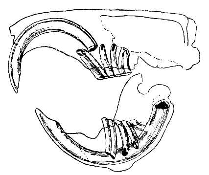 Drawing of typical rodent tooth system: The front surface of the incisors is hard enamel, whereas the rear is softer dentine. The act of chewing wears down the dentine, leaving a sharp, chisel-like edge.