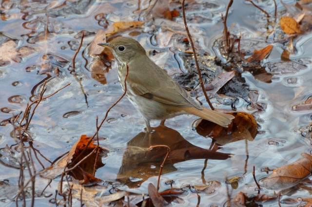 The hermit thrush, the state bird of Vermont