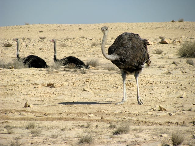 Ostriches in Qatar