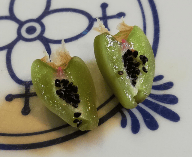 Fruit of Schlumbergera cut in half; the length is 1.0~1.5 cm.