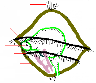 Trochophore larva