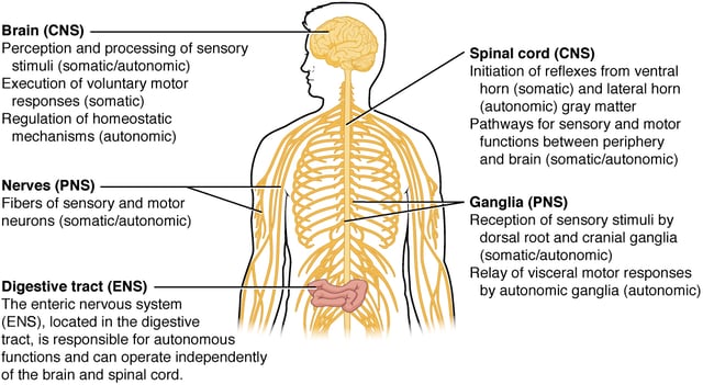 A map over the different structures of the nervous systems in the body, showing the CNS, PNS, autonomic nervous system, and enteric nervous system.