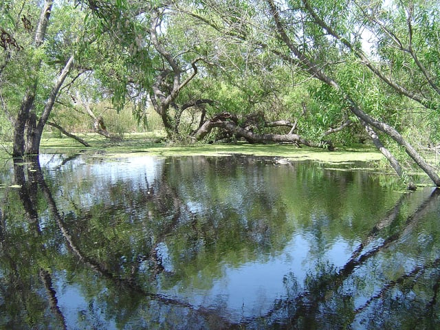 Madrona Marsh Park, springtime in Torrance.