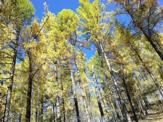 Autumn forest in the eastern Sayan Mountains, Buryatia