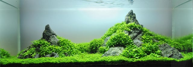Iwagumi style aquascape, with the Oyaishi stone at the right