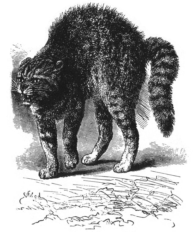 Illustration from Charles Darwin's The Expression of the Emotions in Man and Animals.