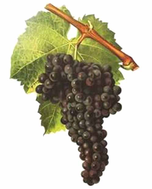 Mourvèdre from an early 20th-century ampelography text
