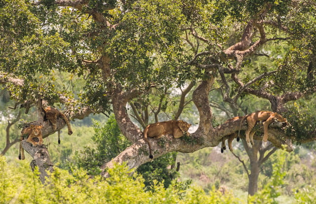 Tree-climbing lions of Ishasha, Queen Elizabeth National Park