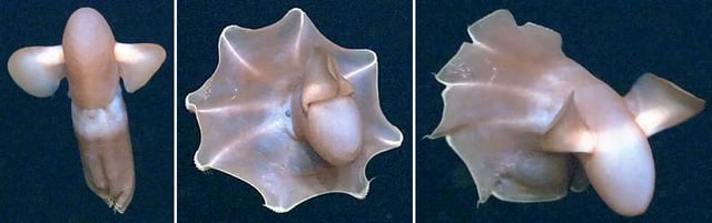 Movements of the finned species Cirroteuthis muelleri