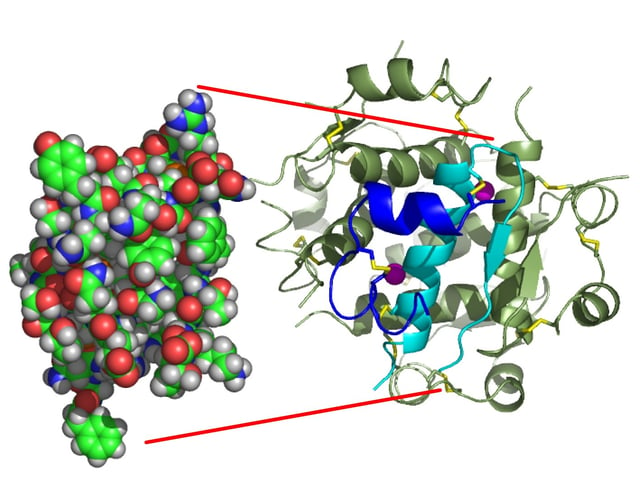 The structure of insulin. The left side is a space-filling model of the insulin monomer, believed to be biologically active. Carbon is green, hydrogen white, oxygen red, and nitrogen blue. On the right side is a ribbon diagram of the insulin hexamer, believed to be the stored form. A monomer unit is highlighted with the A chain in blue and the B chain in cyan. Yellow denotes disulfide bonds, and magenta spheres are zinc ions.
