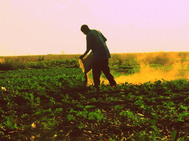 Spreading manure by hand in Zambia