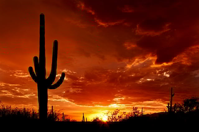 Saguaro at Sunset from Saguaro National Park Rincon District