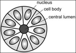 Structure of a rosette in pathology