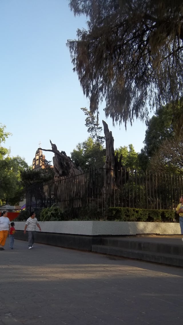 Remnants of the "Tree of the Sad Night" in the Popotla neighborhood, historically part of Tacuba