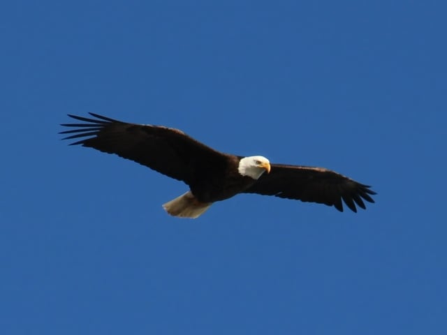 Bald eagle in flight at Yellowstone National Park, Wyoming