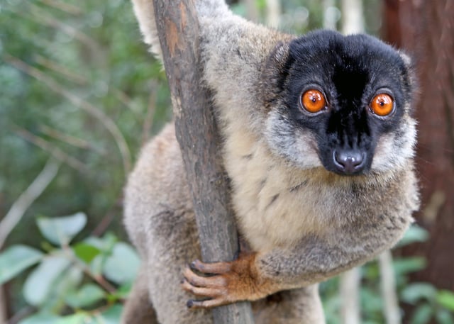 Common brown lemur, a Strepsirrhine primate