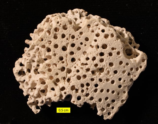 Close-up of the sponge boring Entobia in a modern oyster valve. Note the chambers which are connected by short tunnels.