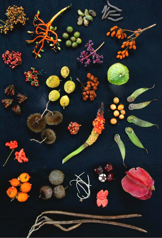 The diverse forest canopy on Barro Colorado Island, Panama, yielded this display of different fruit
