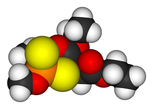 A molecular model of the pesticide malathion