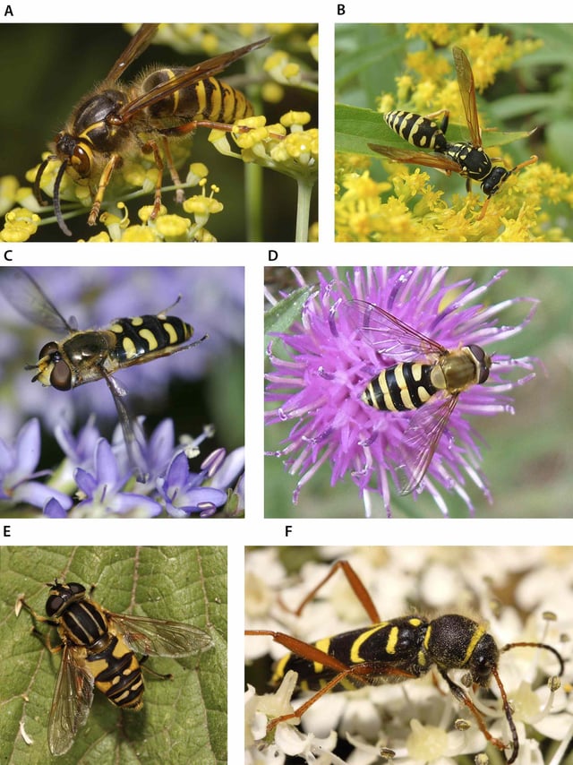 A and B show real wasps; the rest are Batesian mimics: three hoverflies and one beetle.