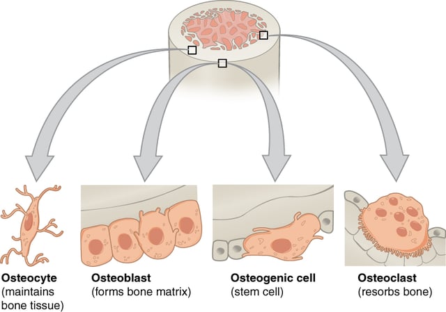 Bone cells