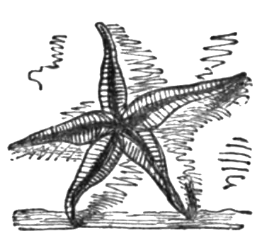 A starfish with 5 legs.