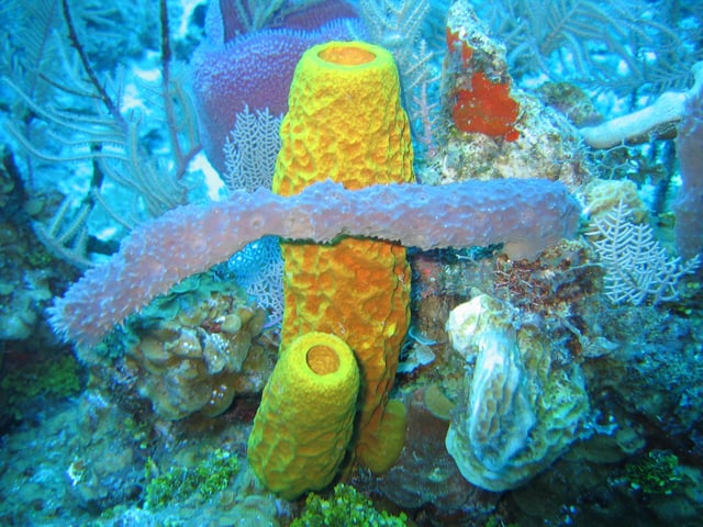 Sponge biodiversity and morphotypes at the lip of a wall site in 60 feet (20 m) of water. Included are the yellow tube sponge, Aplysina fistularis, the purple vase sponge, Niphates digitalis, the red encrusting sponge, Spirastrella coccinea, and the gray rope sponge, Callyspongia