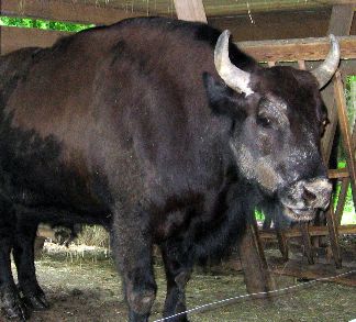 Żubroń, a wisent and cattle hybrid