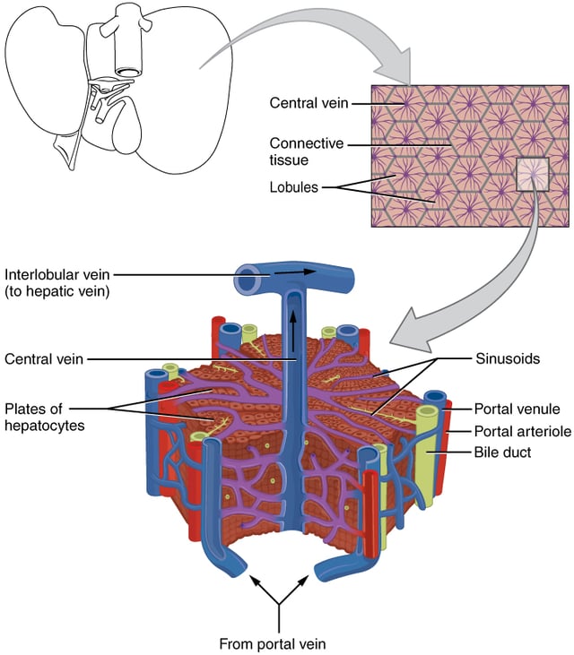 Microscopic anatomy of the liver
