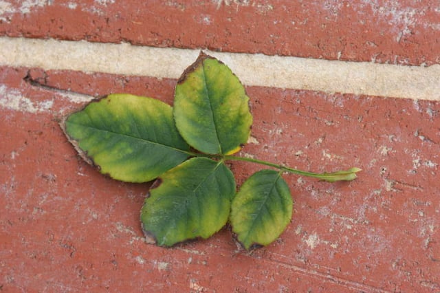 Boron toxicity in rose leaves.