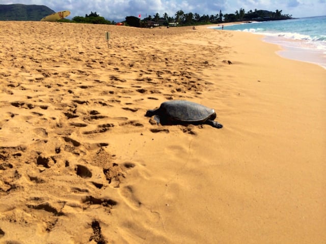 Green sea turtle at Mākaha Beach Park, January 2014