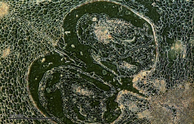 Cross section of Tulip ovary