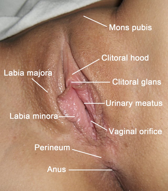 Vulva structures with labels