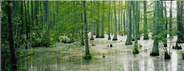 Bottomland hardwood swamp near Ashland, Mississippi