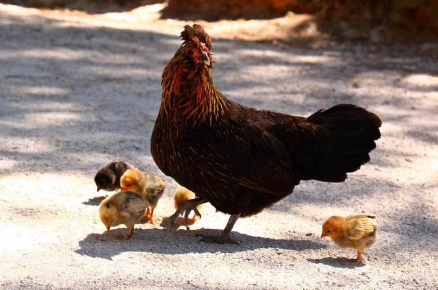 Hen with chicks, Portugal.