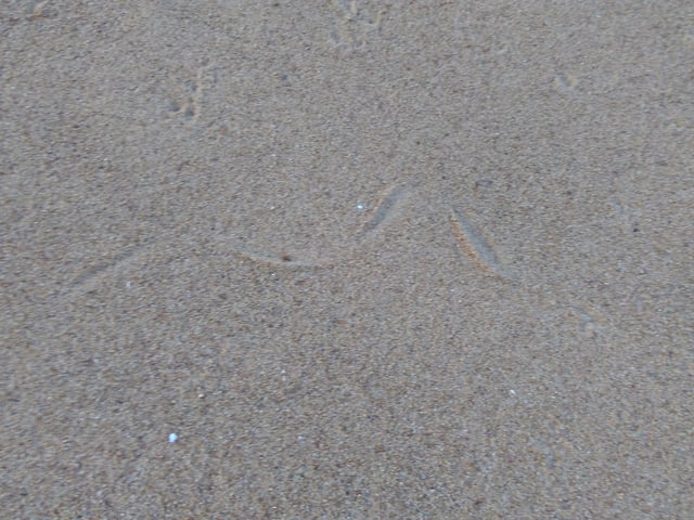 Crawling prints of a snake