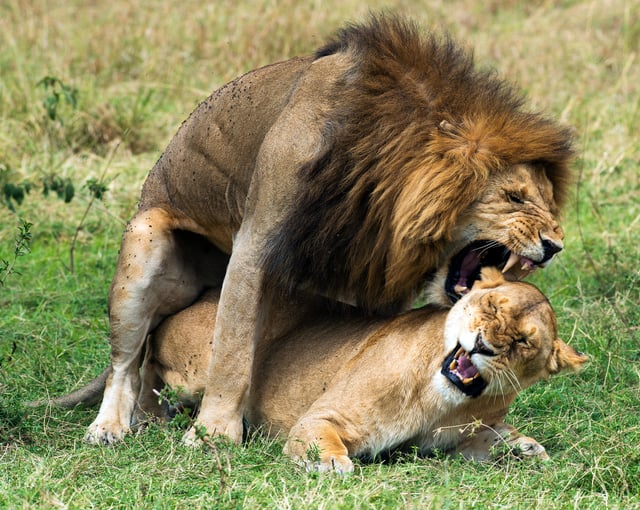 Lions mating at Masai Mara