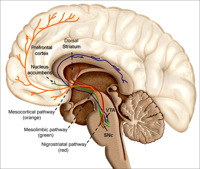 The reinforcing effects of drugs of abuse, such as nicotine, are associated with its ability to excite the mesolimbic and dopaminergic systems.How does the nicotine in e-cigarettes affect the brain? Until about age 25, the brain is still growing. Each time a new memory is created or a new skill is learned, stronger connections – or synapses – are built between brain cells. Young people's brains build synapses faster than adult brains. Because addiction is a form of learning, adolescents can get addicted more easily than adults. The nicotine in e-cigarettes and other tobacco products can also prime the adolescent brain for addiction to other drugs such as cocaine.