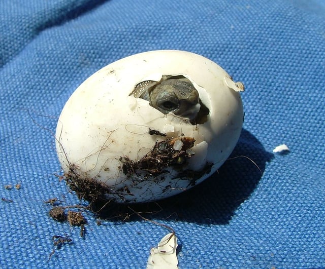 A hatchling of T. h. hermanni