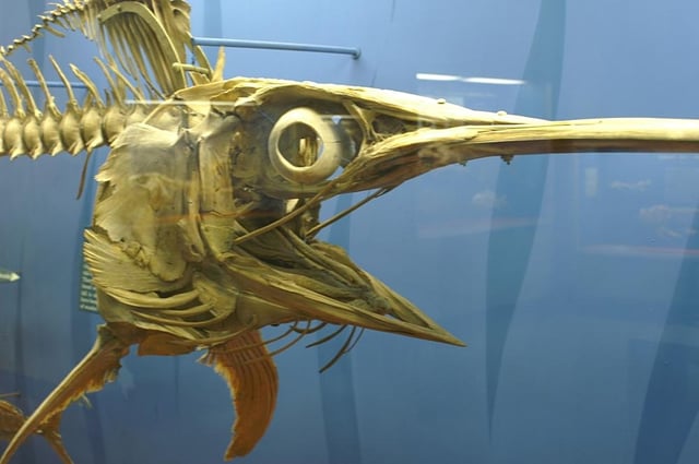 Skull of a swordfish